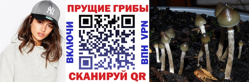 Псилоцибиновые грибы мухоморы  дарк нет клад  Венёв 